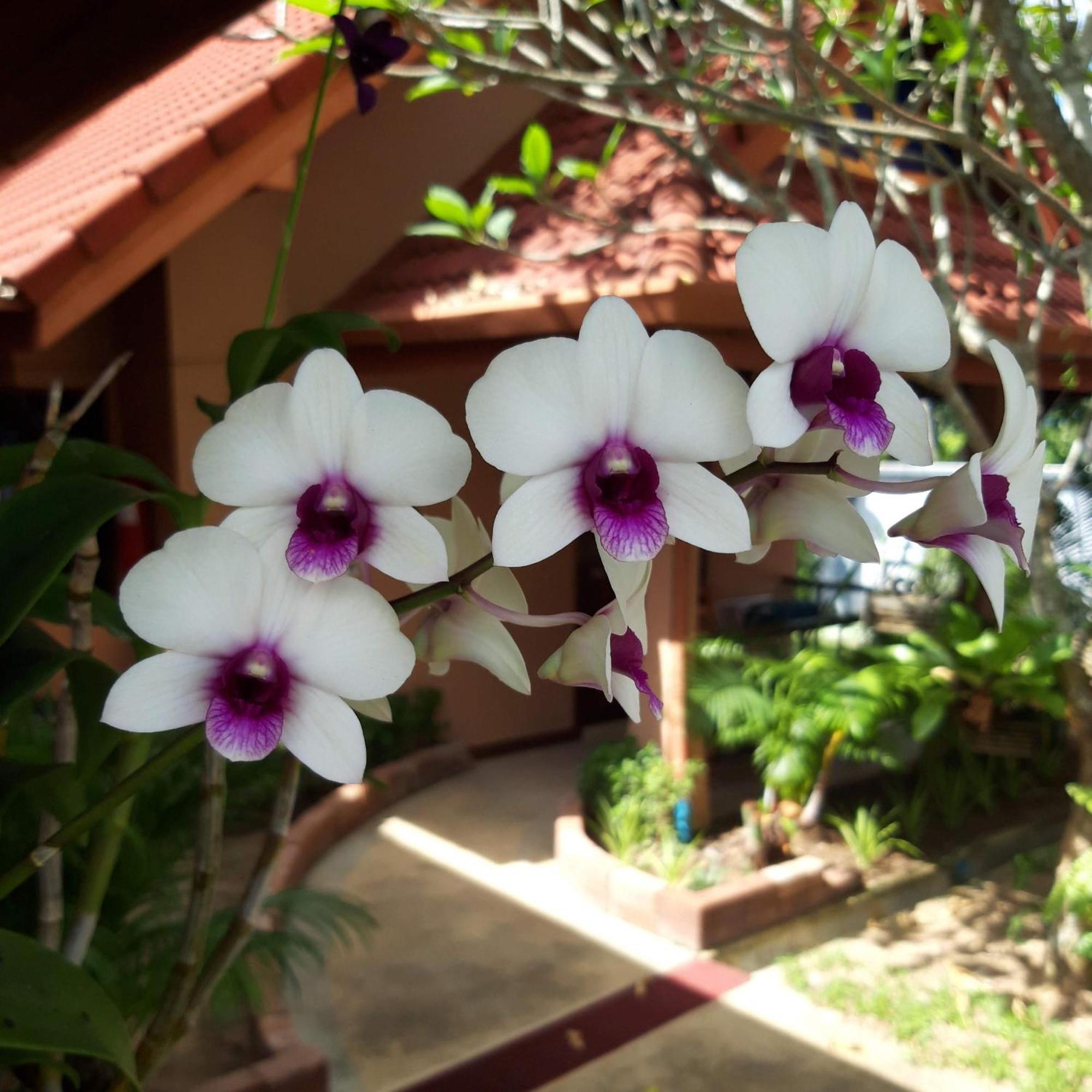 The Pace Phuket Boutique Resort Rawai 외부 사진